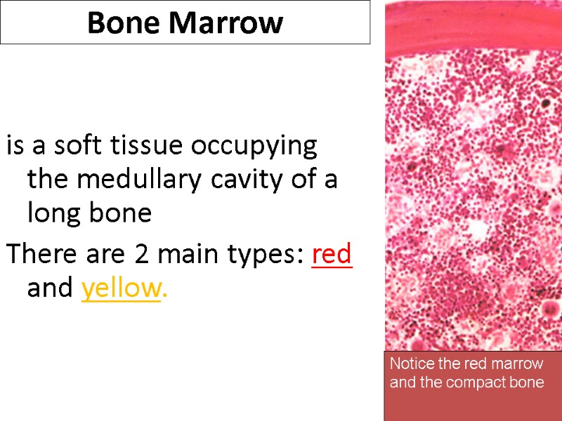 Bone Marrow   is a soft tissue occupying  the medullary cavity of